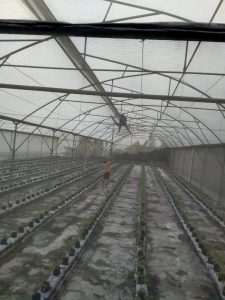 pasang UV green House dan renovasi surabaya malang trawas