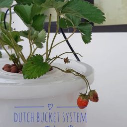dutch busket strawberry