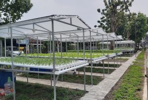 Hidroponik RT RW fastaman Green Sidoarjo