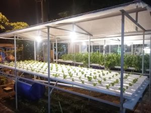 instalasi Hidroponik Fastaman Green