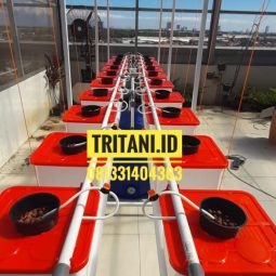 dutch bucket tritani