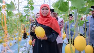 Gubernur-Khofifah green house melon tritani agri