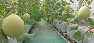 melon hidroponik