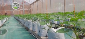 urban farming melon masjid al akbar