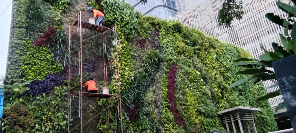 perawatan taman vertical garden