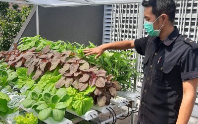 instalasi hidroponik siap praktek surabaya